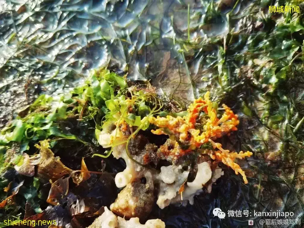 去樟宜海滩赶海吧,那里有最美的日出和从未见过的海洋生物