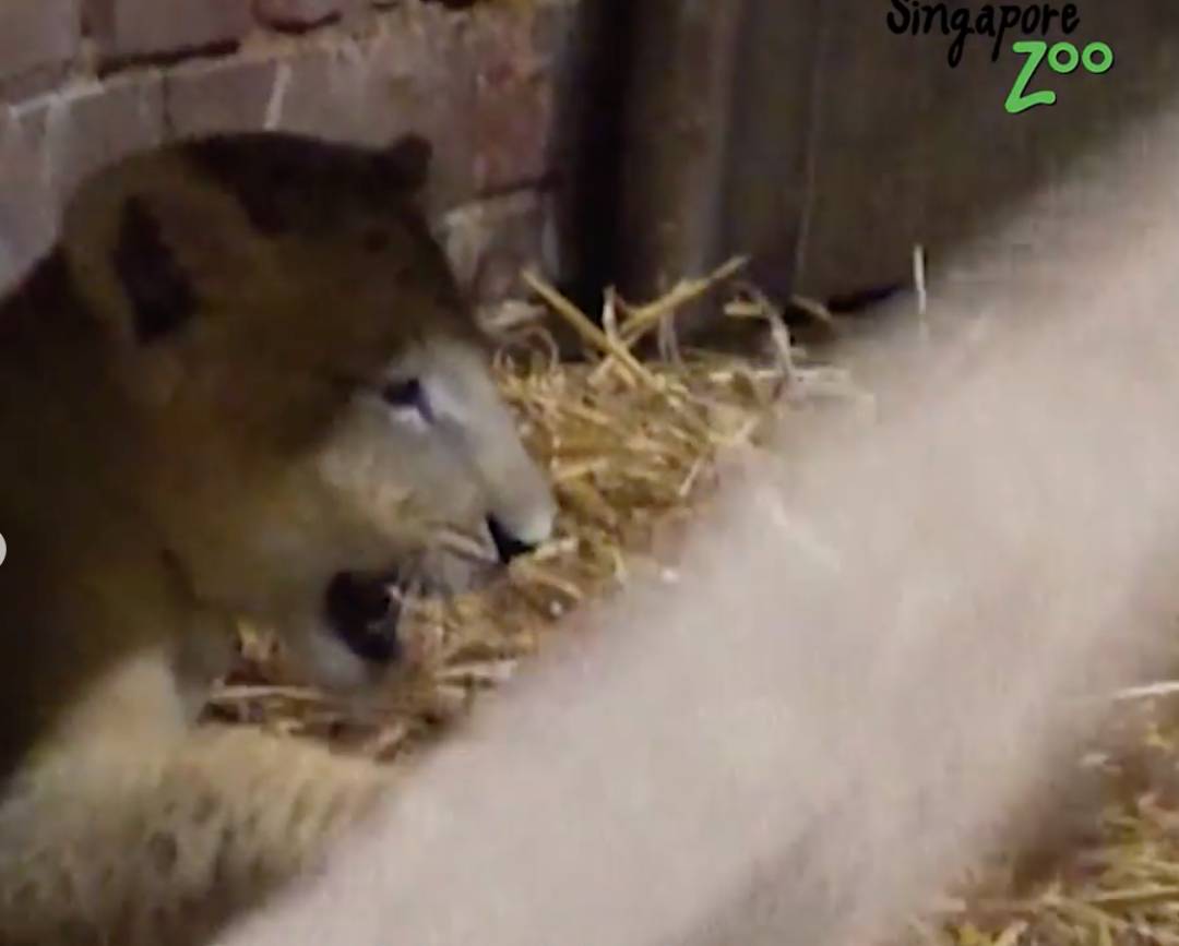 激萌！“獅子王”出生在新加坡動物園！網友：好想擁有一只