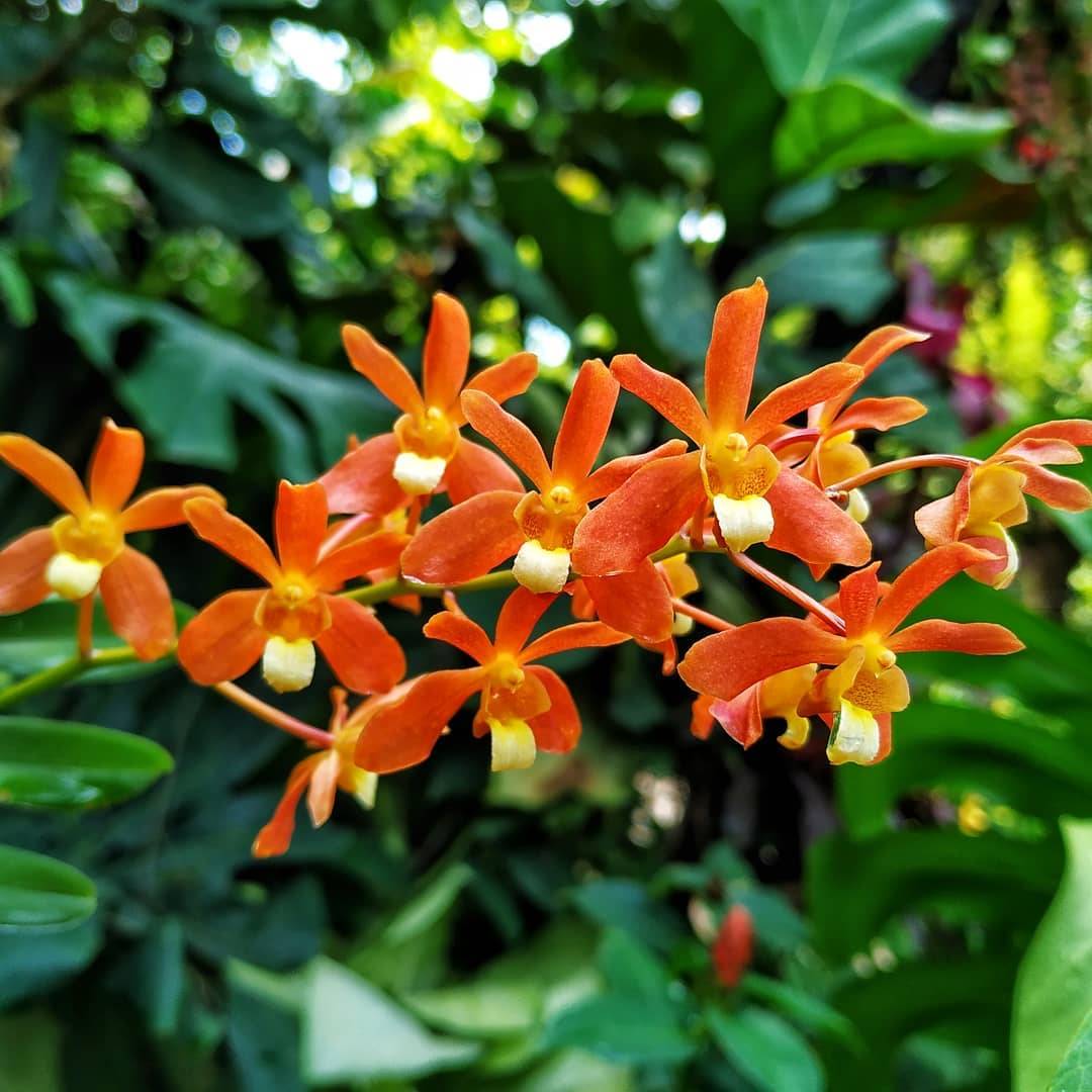 全球最大胡姬花卉展示地“国家胡姬花园”✨清新秀丽、沁人心脾,带你认识和了解我们的国花😎