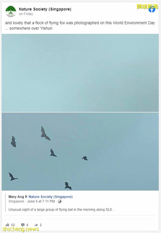 新加坡濱海灣海上驚現奇景！上百只蝙蝠飛過組屋區!
