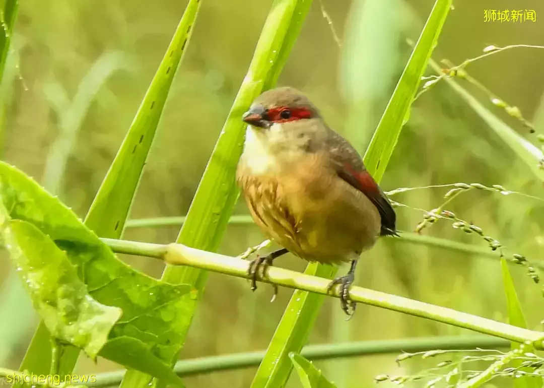 在新加坡的東北部,有個隱秘的小島!不用坐船,每天限時開放