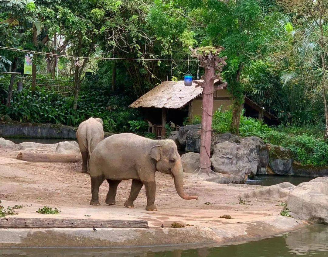 行走獅城——新加坡動物園