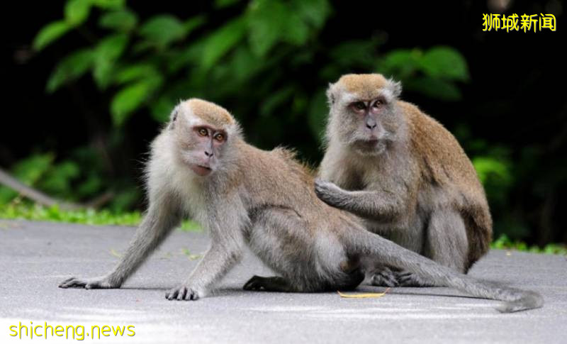 這樣的新加坡真是待不下！去！了