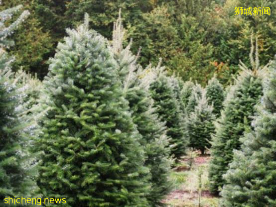 迎接溫暖聖誕季~新加坡這10個地方可以買到聖誕樹,快布置起來