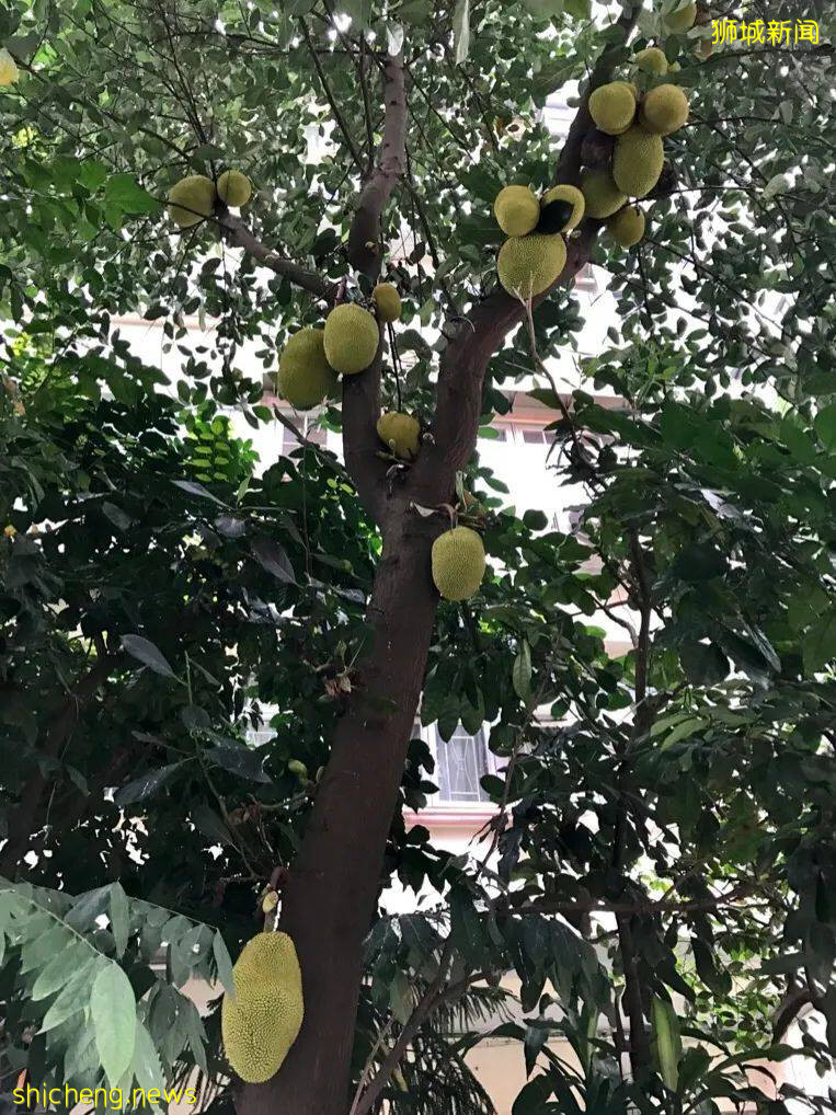 新加坡这个公园内20棵榴梿树大丰收!一群人等著捡,最高罚5万