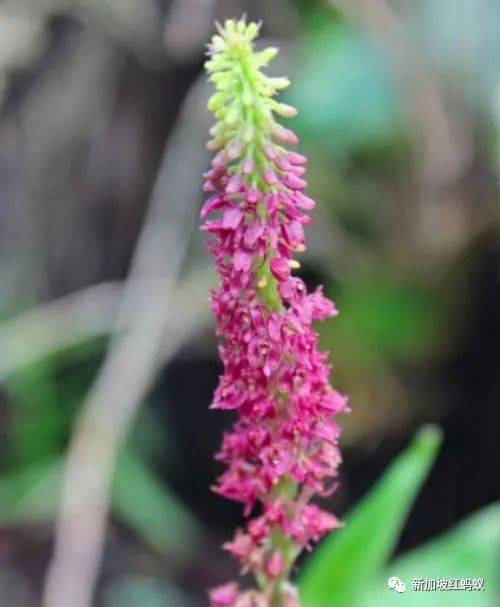 新加坡隐藏版秘境 绝美的金文泰森林