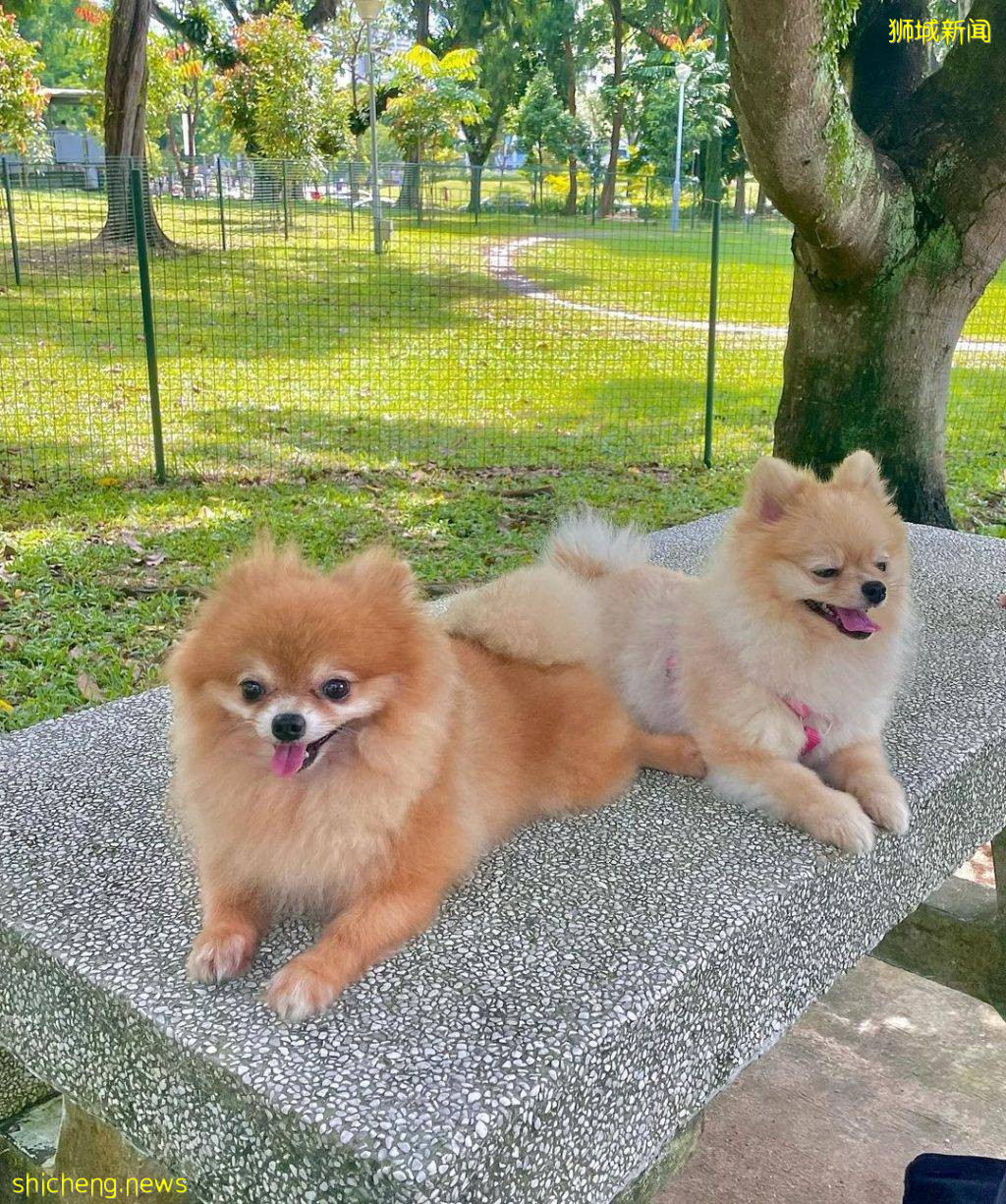 小狗也要出外透透气!精选新加坡8个遛狗公园🐕在Dog Run里快乐奔跑、尽情撒野🐾