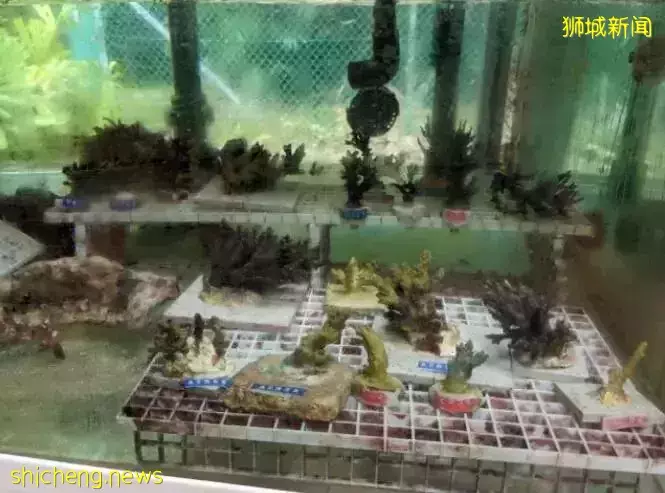 潜水爱好者快来报名!新加坡启动保护珊瑚计划