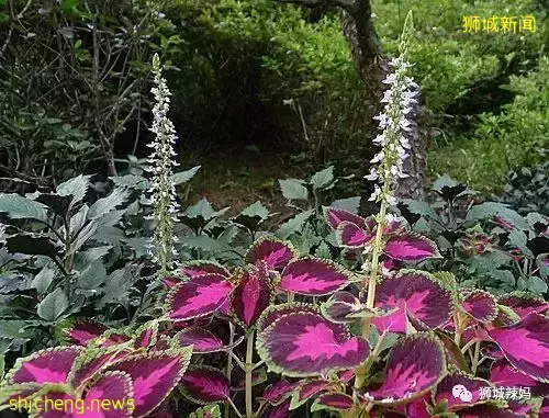 拿著鏟子、放大鏡、昆蟲觀察箱,帶娃去新加坡昆蟲森林冒險