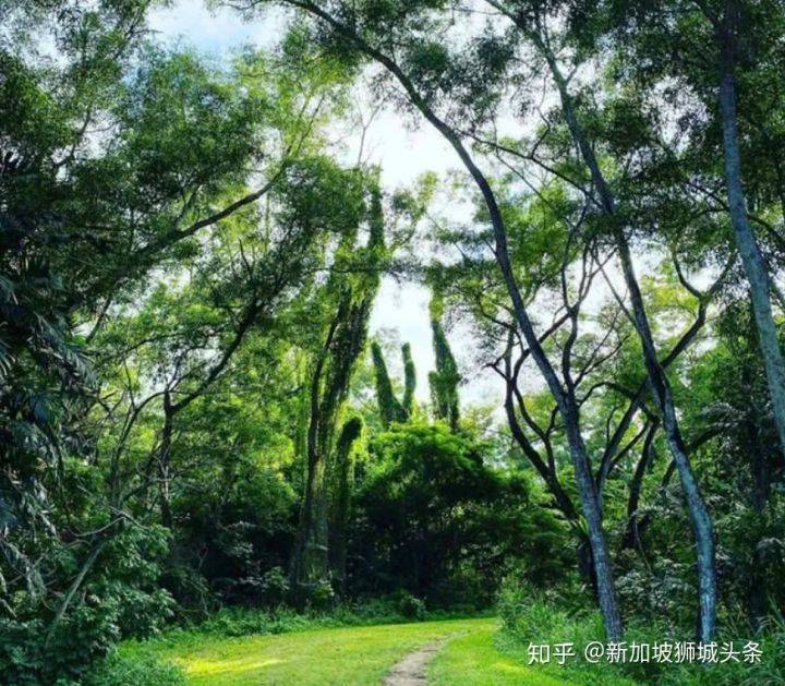 淡滨尼 Tampines: 嬉耍玩乐怎么玩？新加坡最强攻略