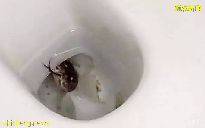 新加坡的这只蟒蛇,活生生吞了一只网红猫