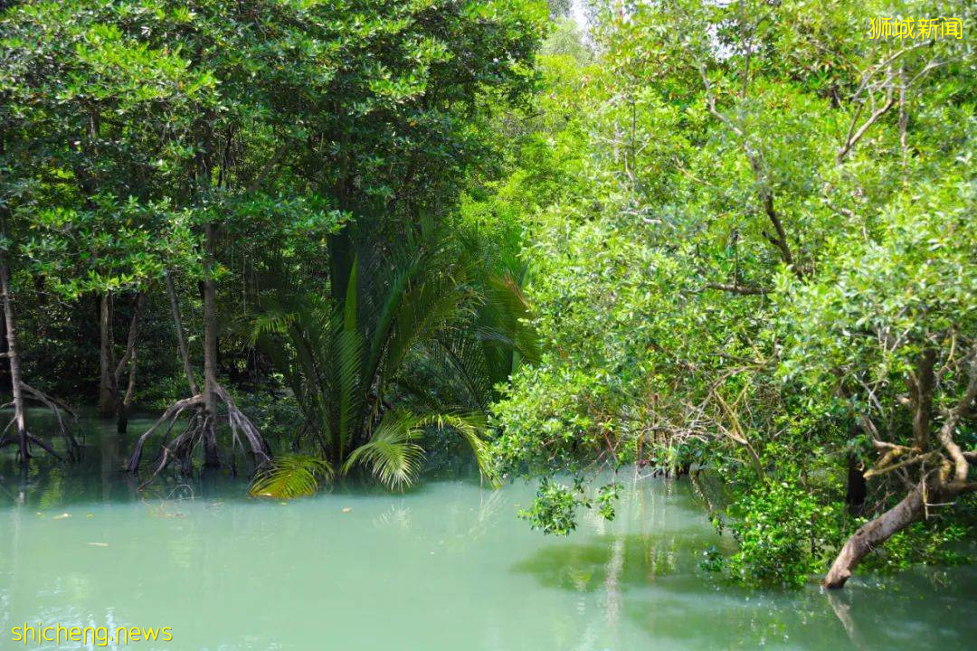 這個號稱新加坡最美濕地的遛娃好去處，竟然還能這麽玩