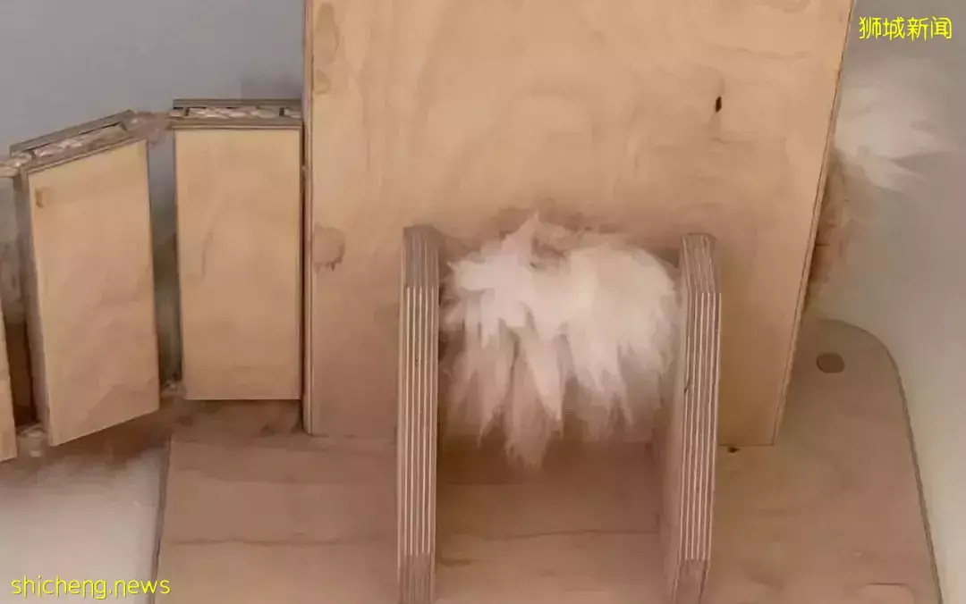 聊天、喝咖啡、撸貓……新加坡愛寵人士聚會好去處,軟萌貓咪等你來