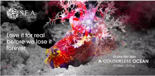 不出国的新加坡小朋友可以来参加这个夏令营