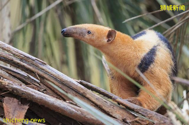 新加坡｜新加坡冷知识，关于21件你不知道的事