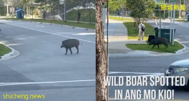 解封後，新加坡有“一對情侶”在馬路上沒戴口罩，公然擁抱!