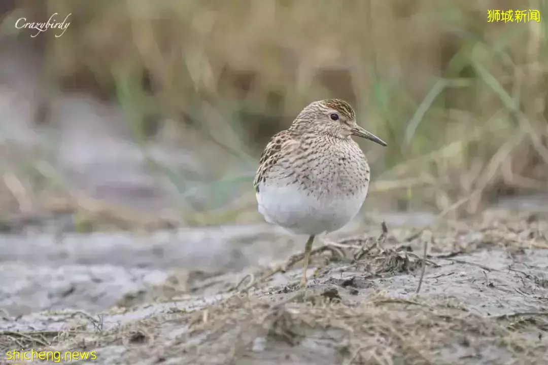 4天小長假!請來新加坡最美的濕地,超500種熱帶動植物免費看
