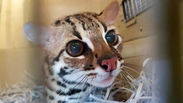 被饲养在组屋单位 濒临绝种豹猫送回大马