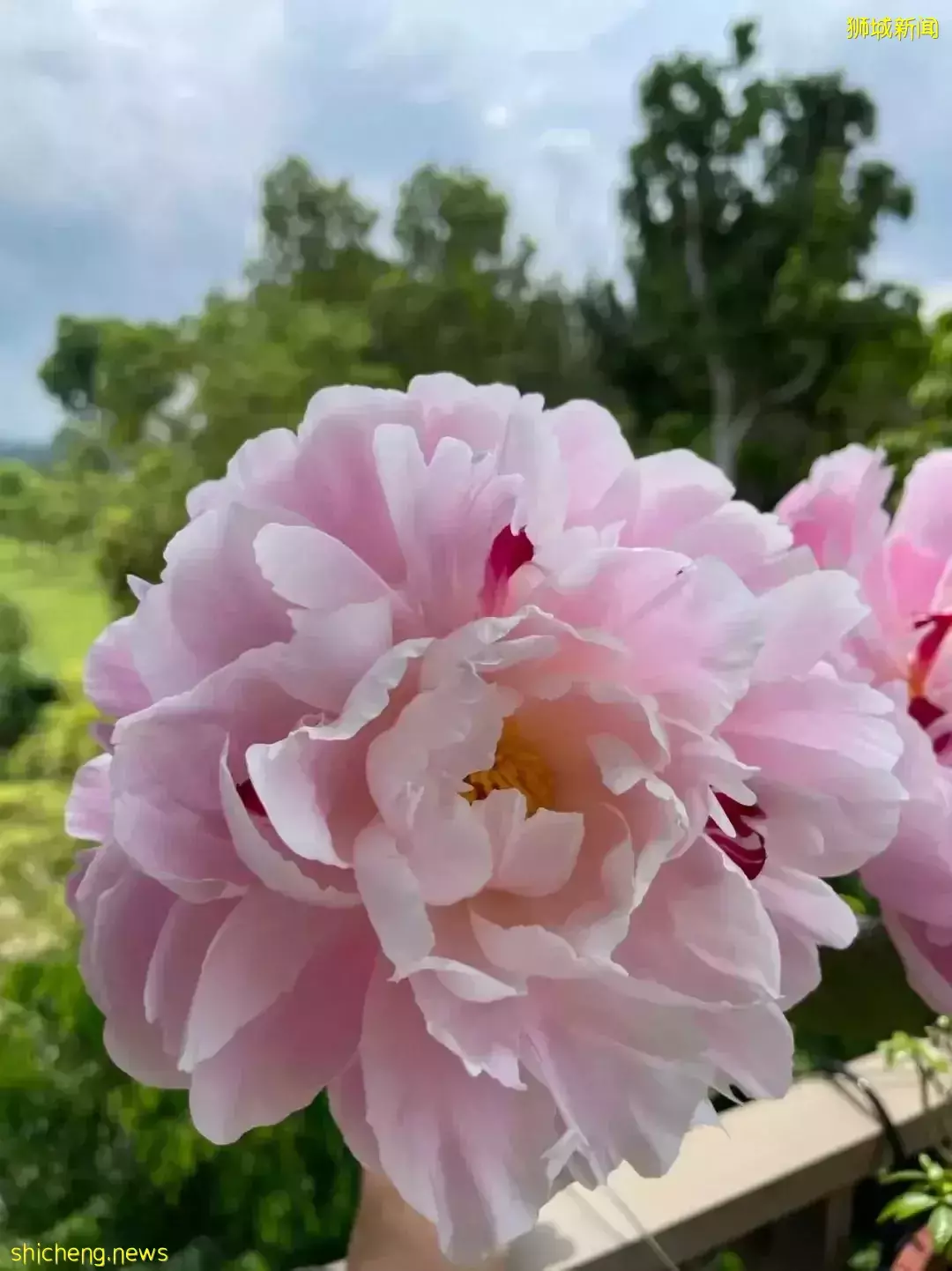 鮮花在熱帶也能養1個月？資深花友新加坡買花、養護大揭秘