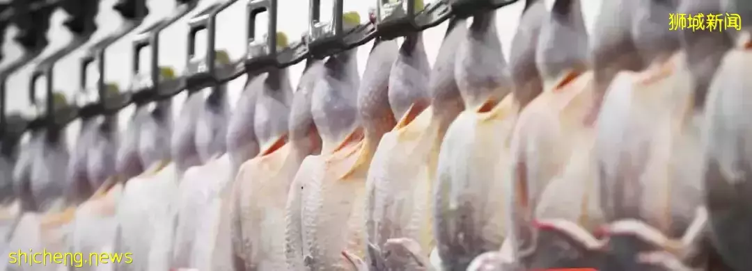 被马国出口活鸡禁令搞惨!狮城企业养鸡场在马国无法出口