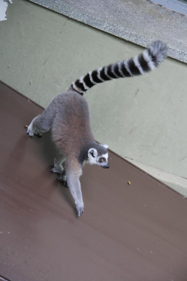 世界十大动物园之一：新加坡动物园，确实不一样