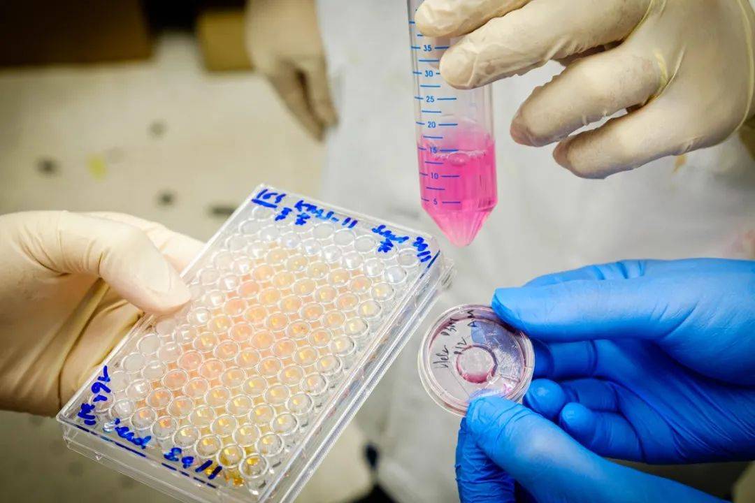 NTU 學者設計新化合物,可用于治療自體免疫性疾病