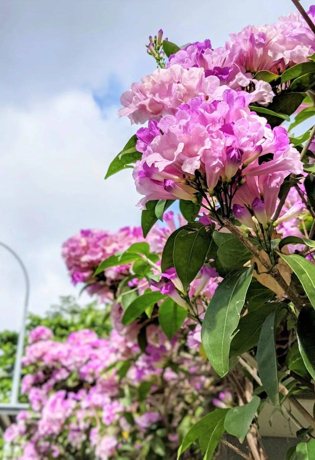 国家公园局发布高清美图!坡岛的春天终于来了!新加坡版樱花你见过没