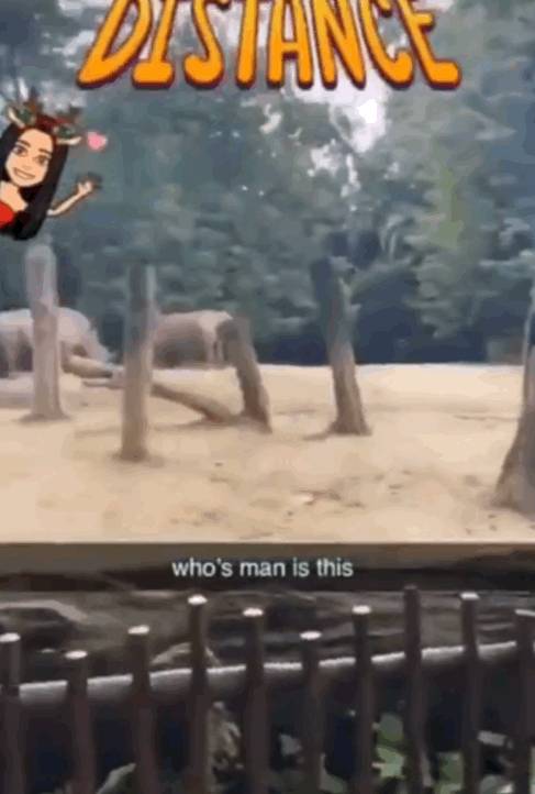 为了火,玩命了!新加坡小伙为拍短视频跳进犀牛圈里