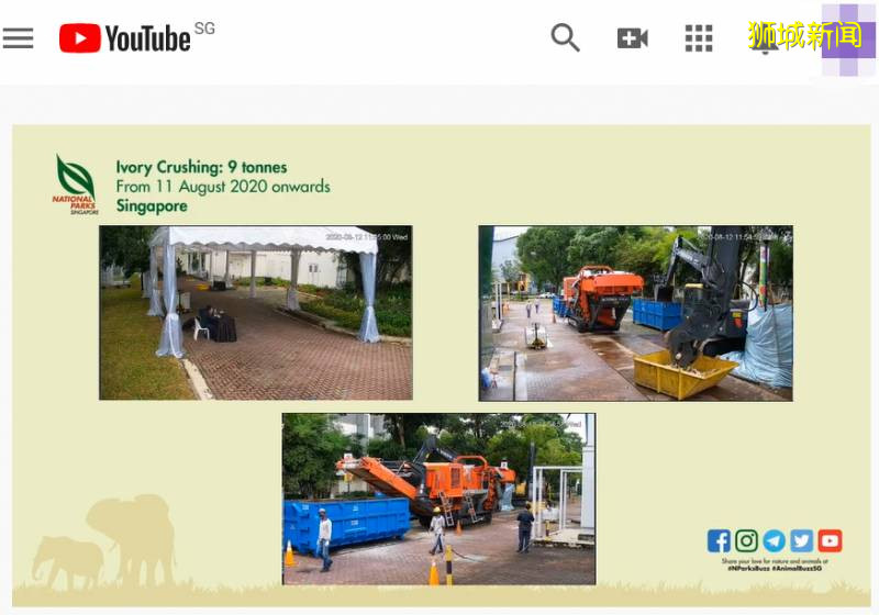 好樣的！新加坡銷毀9噸象牙，世界規模最大，全球直播