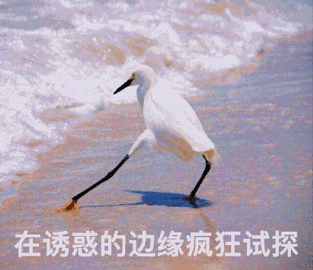 初來獅城的你，這幾個熱門“新加坡現象”不能不知道