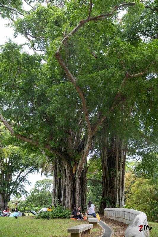 这座网红美照最多的小山,承载着新加坡那段血与火的历史
