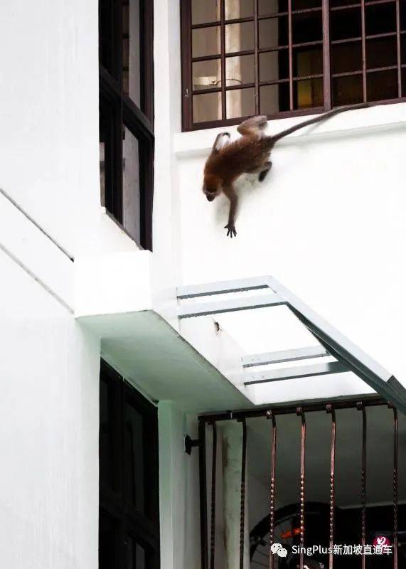 新加坡的野生动物也太不好惹了吧