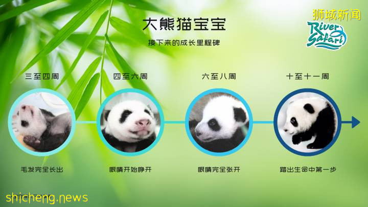 快來看大熊貓啦,即日起公衆可在線上觀看大熊貓