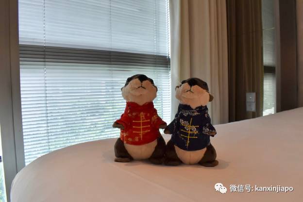 一群水獭惊现新加坡酒店,带娃带情侣开启超萌宅度假
