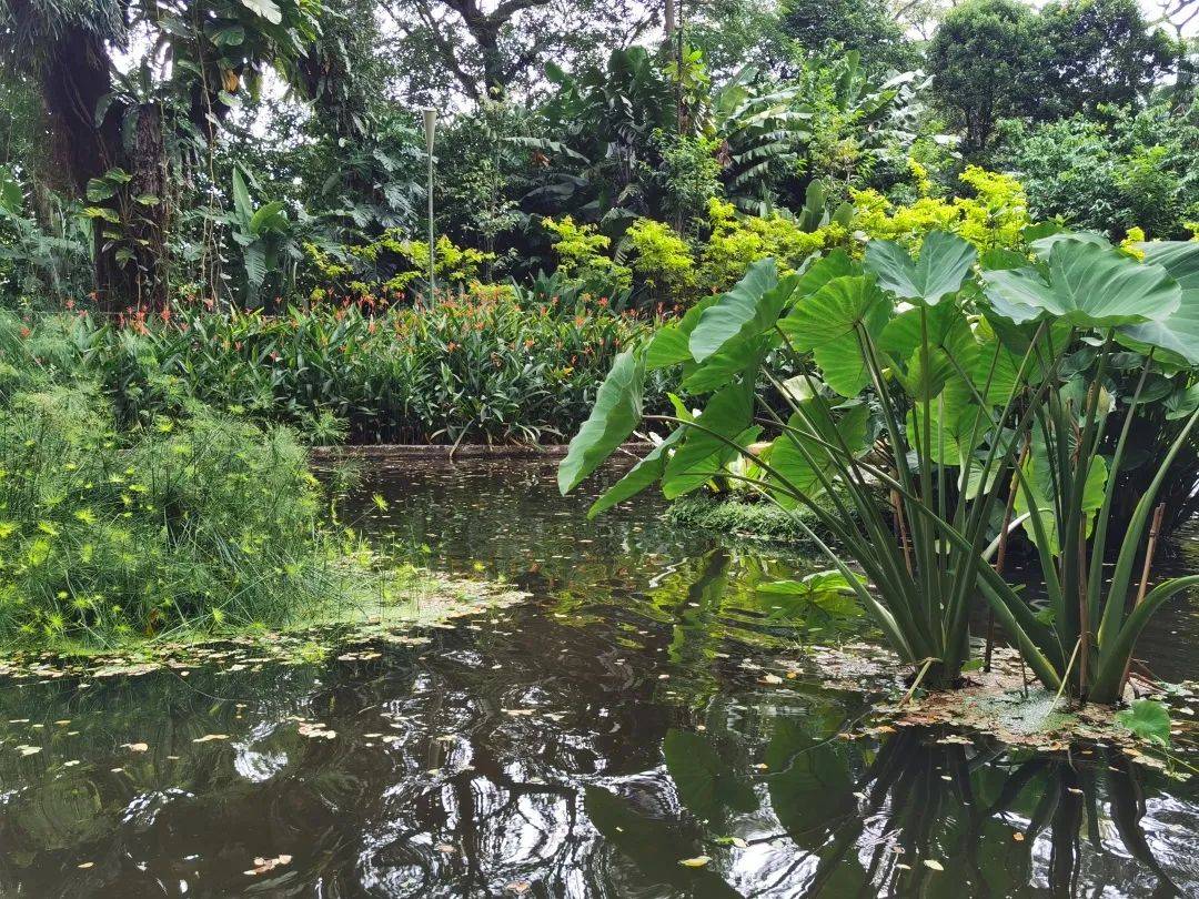 免費送票!帶倆娃嗨翻亞洲最大飛禽園,400多種5000多只鳥,一路驚喜不斷