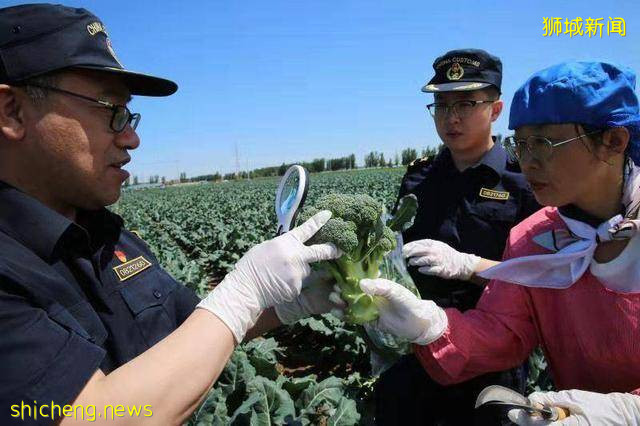 海关绿通在田间!锦州8.91吨保鲜西兰花出口新加坡