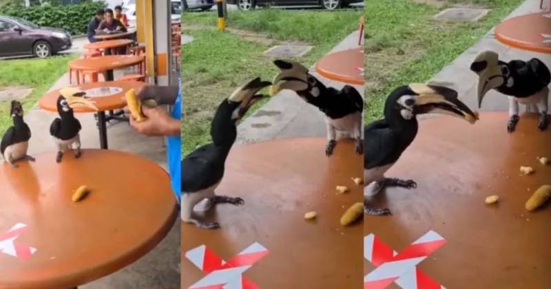 新加坡鳄魚上岸堵路,張開大嘴!海豚犀鳥也都來了