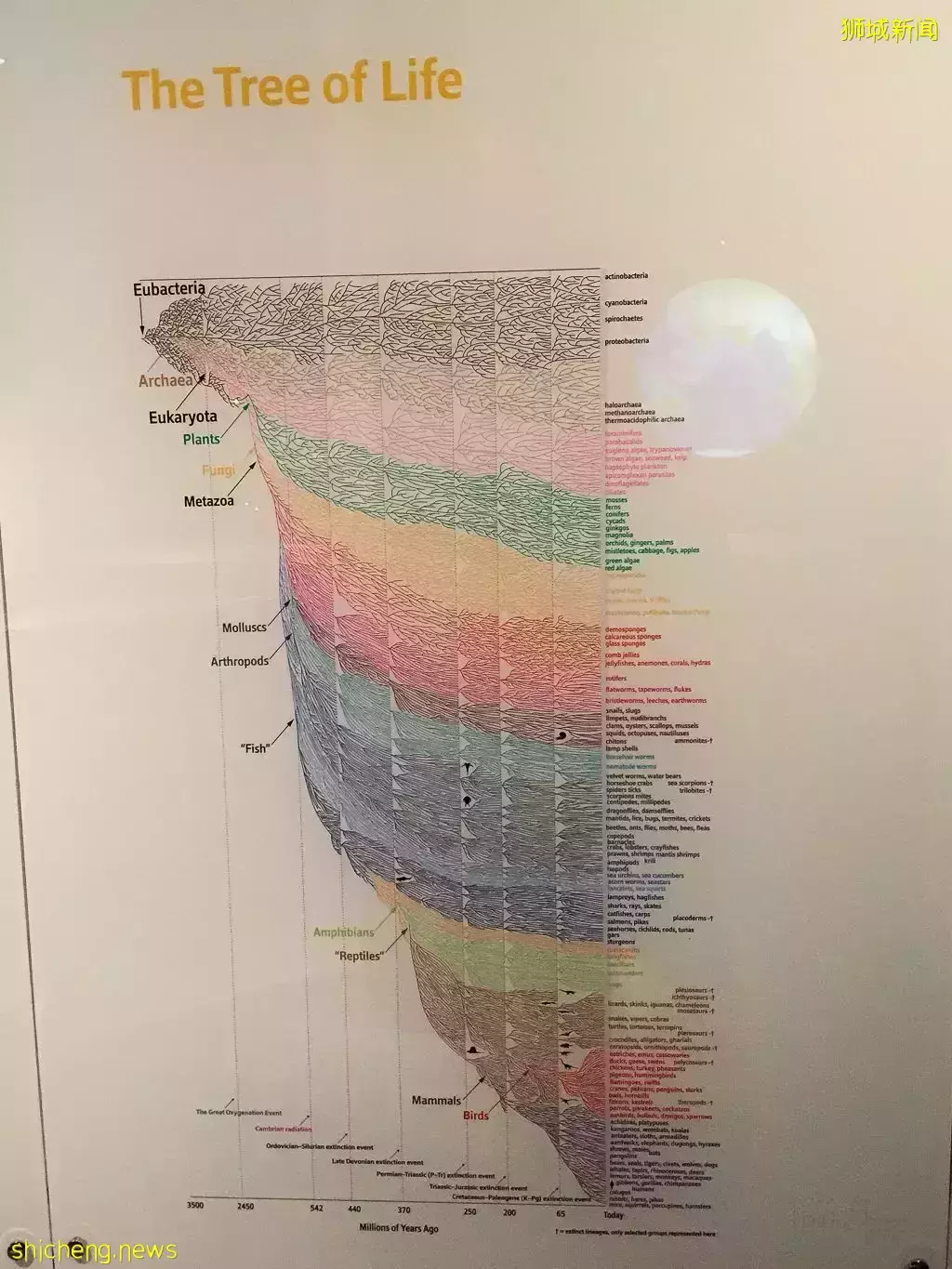 在新加坡，你見過熱戀中的水獺嗎