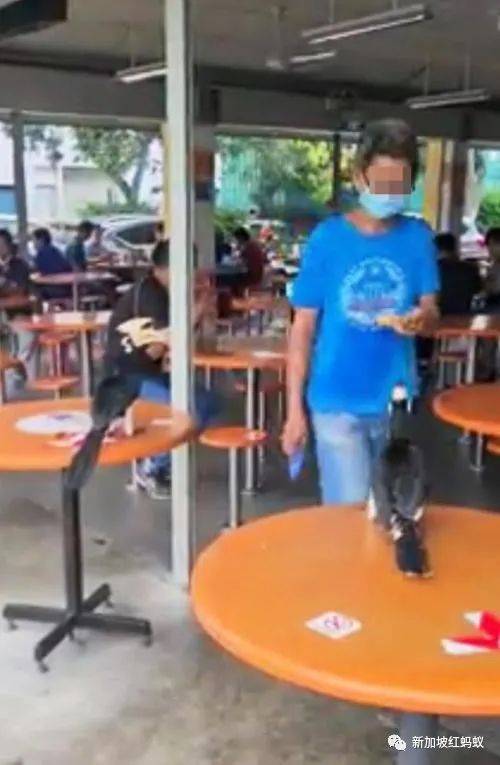 好心做壞事? 在新加坡餵犀鳥吃香蕉可被罰5000元