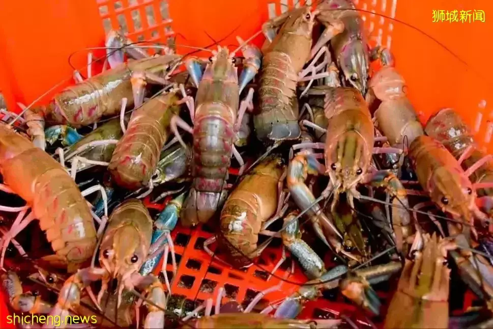 新加坡居然也有小龍蝦養殖場？還享受“總統套房”