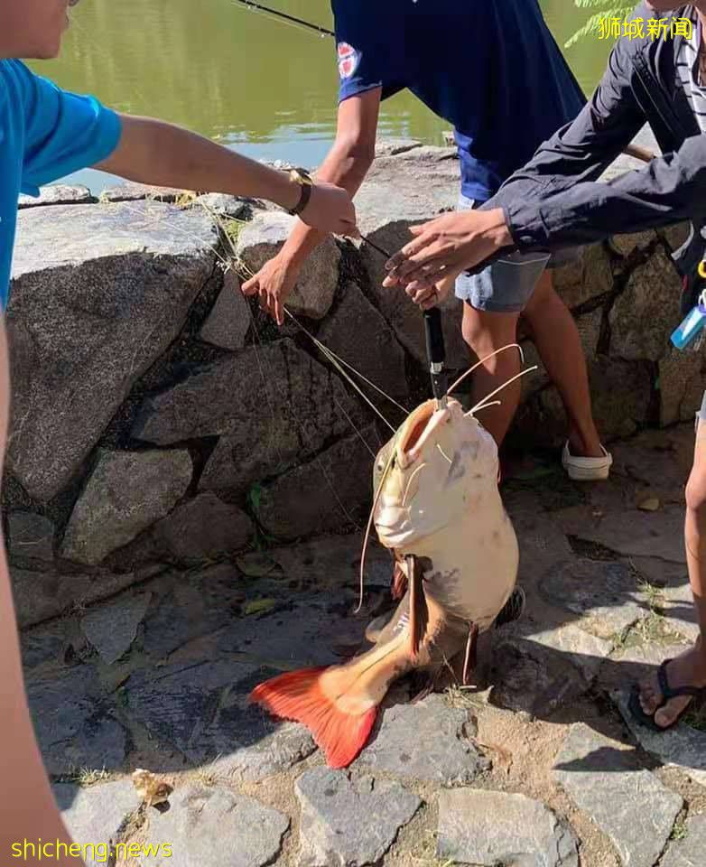 小桂林有一条巨大鲶鱼上钩,可能是某家人放养的宠物