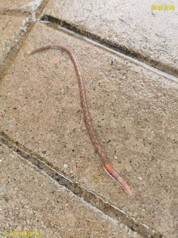 今天,新加坡被大暴雨淹沒了!