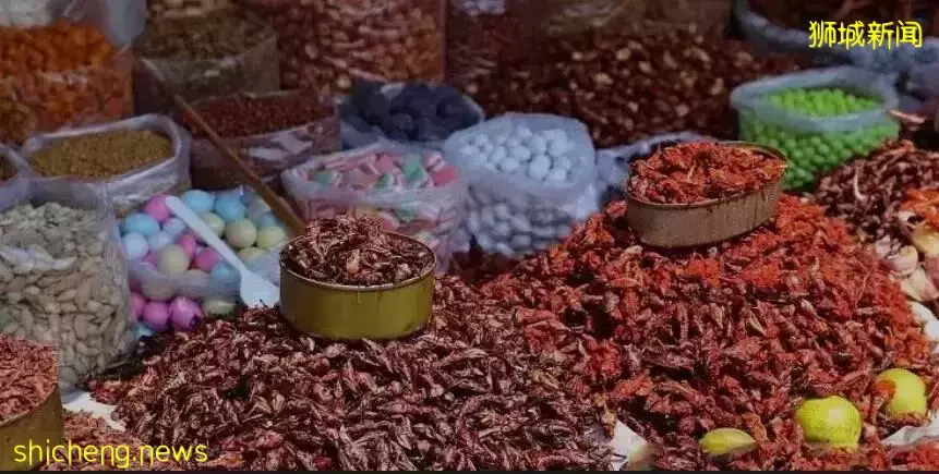 新加坡会鼓励当地人吃虫子吗？理由：本地缺蛋白质