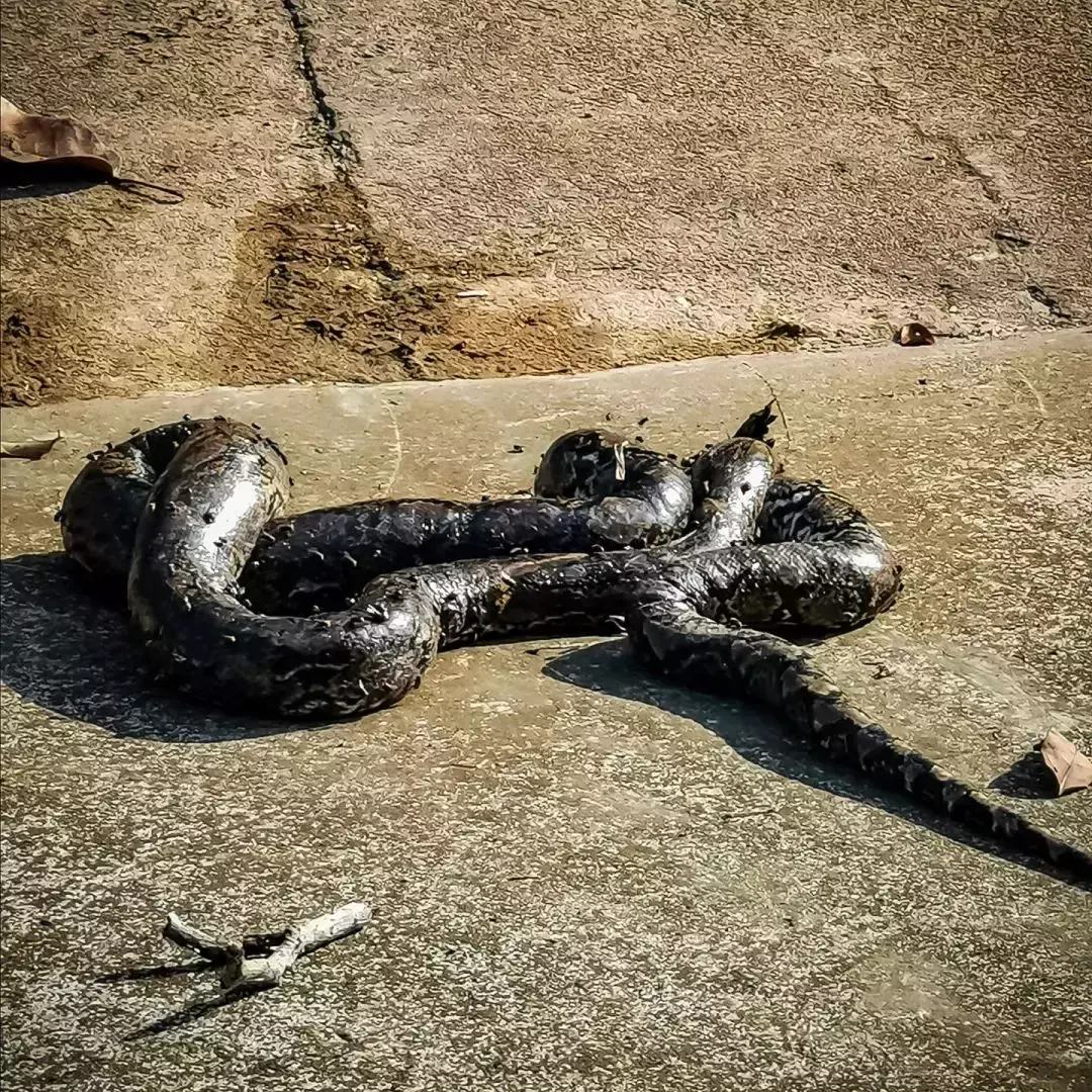 新加坡上演巨蜥PK蟒蛇!平平无奇的小路边,居然藏了一只鳄鱼