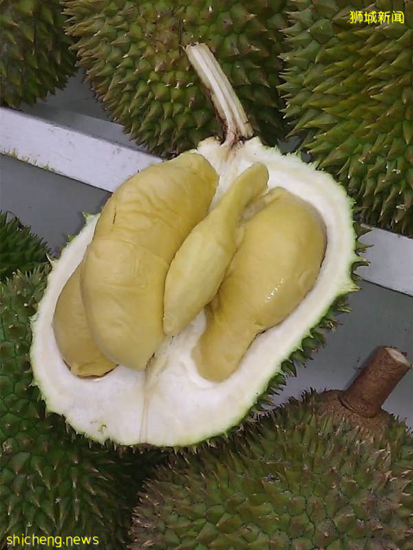 新加坡榴梿全攻略！實拍挑戰芥末和燒烤榴梿！太刺激了