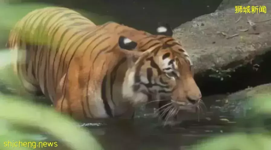 新加坡景點春節迎人潮，老虎和熊貓“叻叻”成“人氣王”