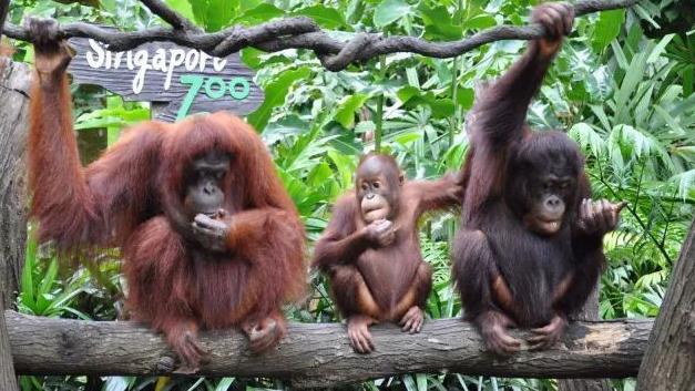 新加坡!让你领略大都市里的世外桃源,无脑攻略带你玩转新加坡!