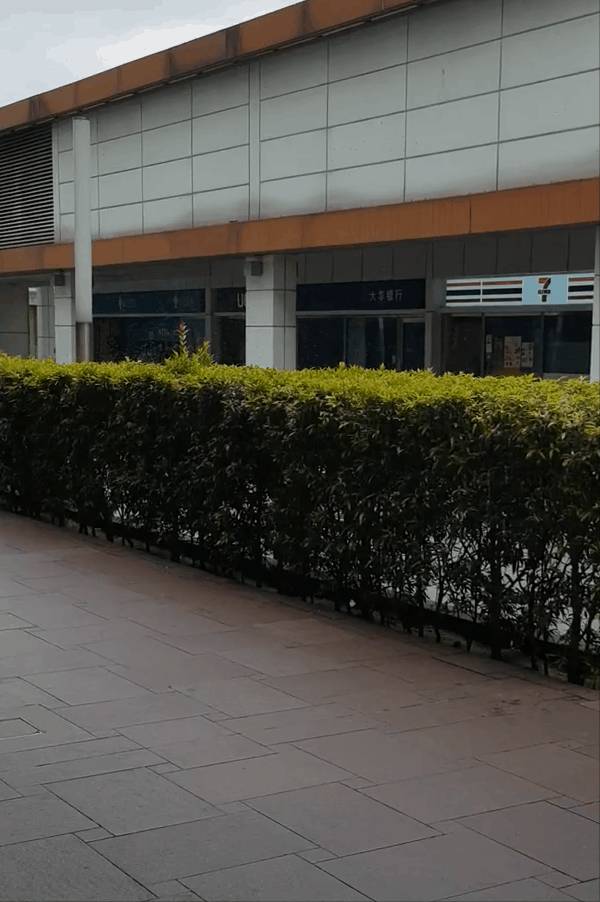 多图慎入...新加坡惊现超大蜜蜂群,漫天乱飞密密麻麻