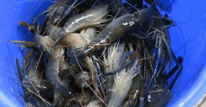 新加坡國民娛樂項目，養生釣蝦約不約？！盤點新加坡好玩的釣蝦場，周末走起吧