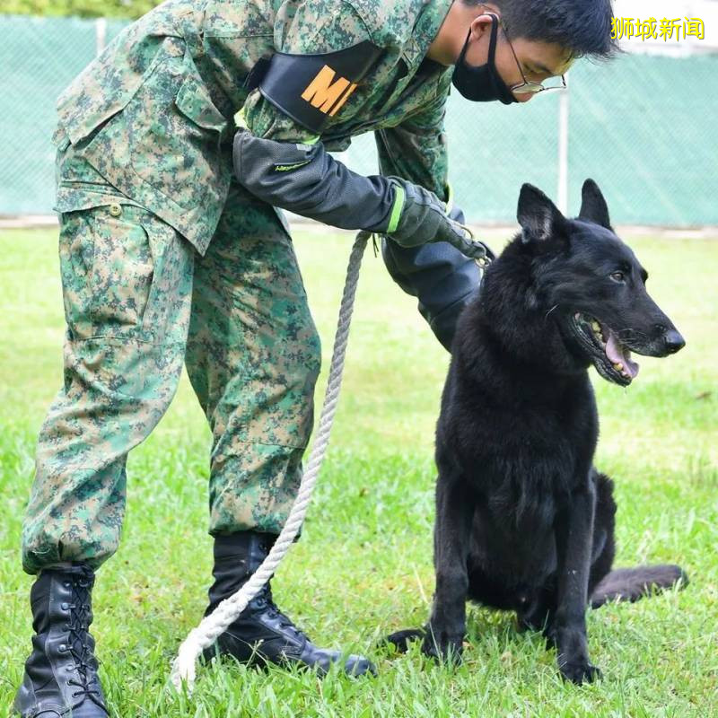 19只退休的SAF軍犬等你來領養